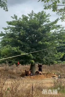 70公分大腹木棉