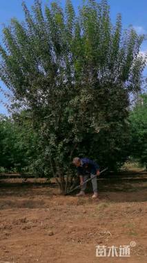 高度600厘米丛生茶条槭