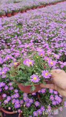 高度20厘米姬小菊