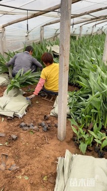 高度40厘米安旺美人蕉