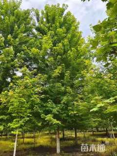 28公分美国红枫