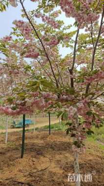 17公分普贤象樱花