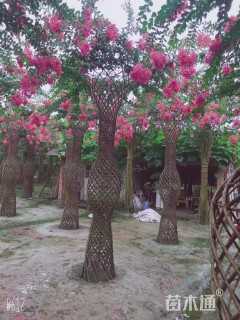 80公分紫薇花瓶