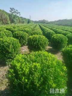 冠幅120厘米瓜子黄杨球