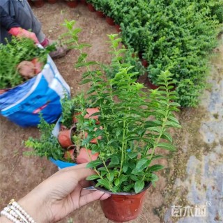 高度35厘米细叶萼距花