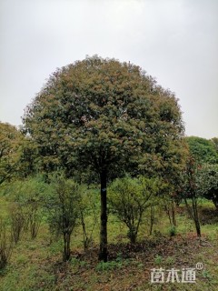 12公分红叶石楠