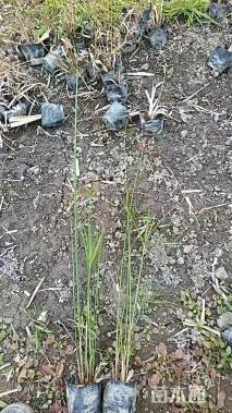 高度50厘米旱伞草