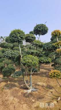 高度300厘米小叶女贞