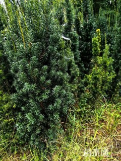 高度100厘米红豆杉小苗