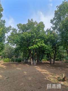 高度800厘米丛生蒙古栎