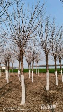 12公分金叶白蜡