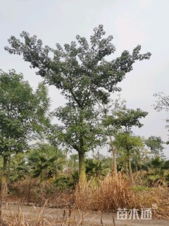 25公分美丽异木棉