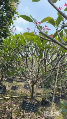 12公分红花鸡蛋花