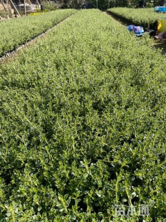 高度20厘米六月雪