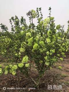 高度2000厘米中华木绣球