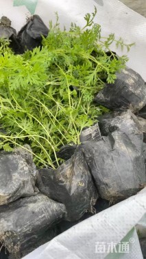 高度25厘米美女樱