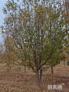 高度35厘米海棠小苗