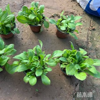 高度20厘米黑心金光菊
