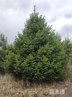 高度3000厘米油松