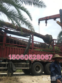 裸干高300厘米中东海枣