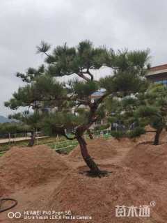 高度190厘米黑松