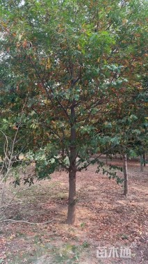 16公分美国红枫