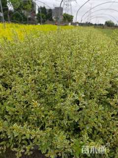 高度40厘米小丑火棘