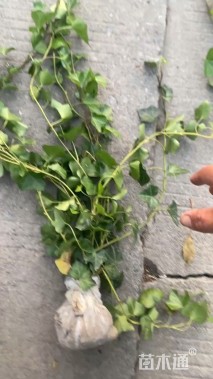 50厘米常青藤