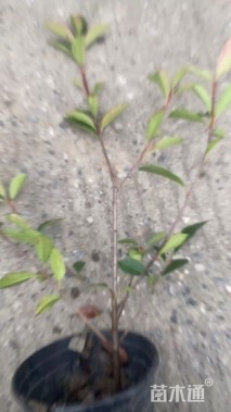 0.9公分红叶石楠