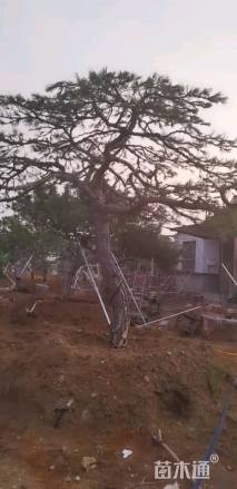 高度400厘米黑松