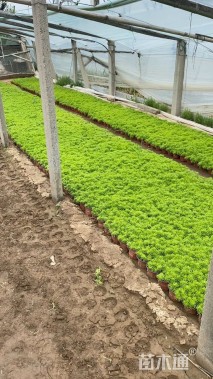 高度16厘米金叶佛甲草