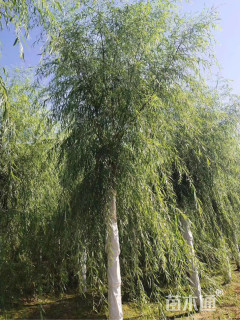 15公分垂柳