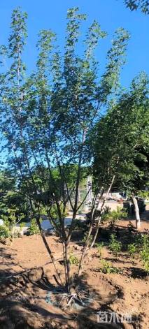 高度300厘米丛生五角枫