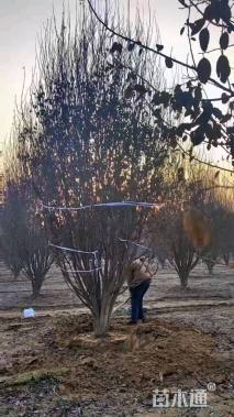 高度600厘米丛生紫叶李