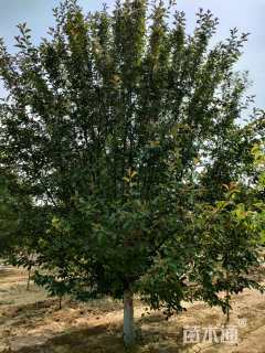 17公分绚丽海棠