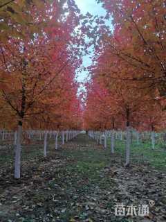 10公分美国红枫-红冠