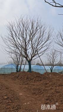 25公分丛生朴树