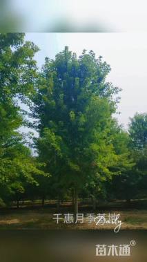 18公分美国红枫