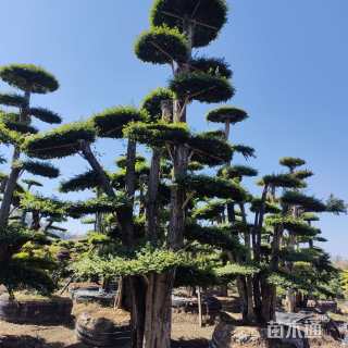 100公分造型小叶女贞