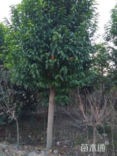 18公分乐昌含笑