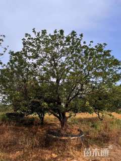 20公分熟货香泡