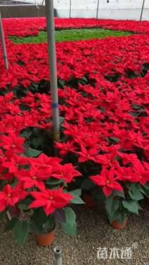 高度40厘米一品红