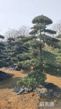 移栽苗造型罗汉松