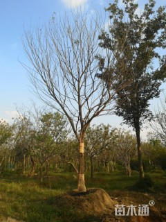 25公分朴树