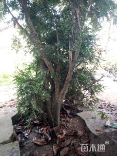 高度350厘米瓜子黄杨