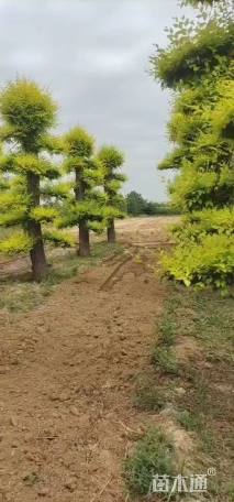 30公分造型金叶榆