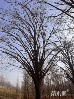 45公分嫁接银杏