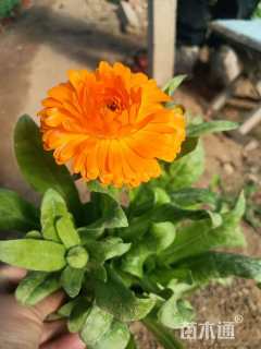 高度20厘米金盏菊