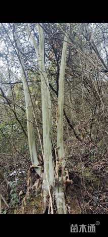 高度20000厘米马灵光