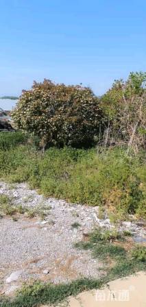 冠幅3000厘米红叶石楠球